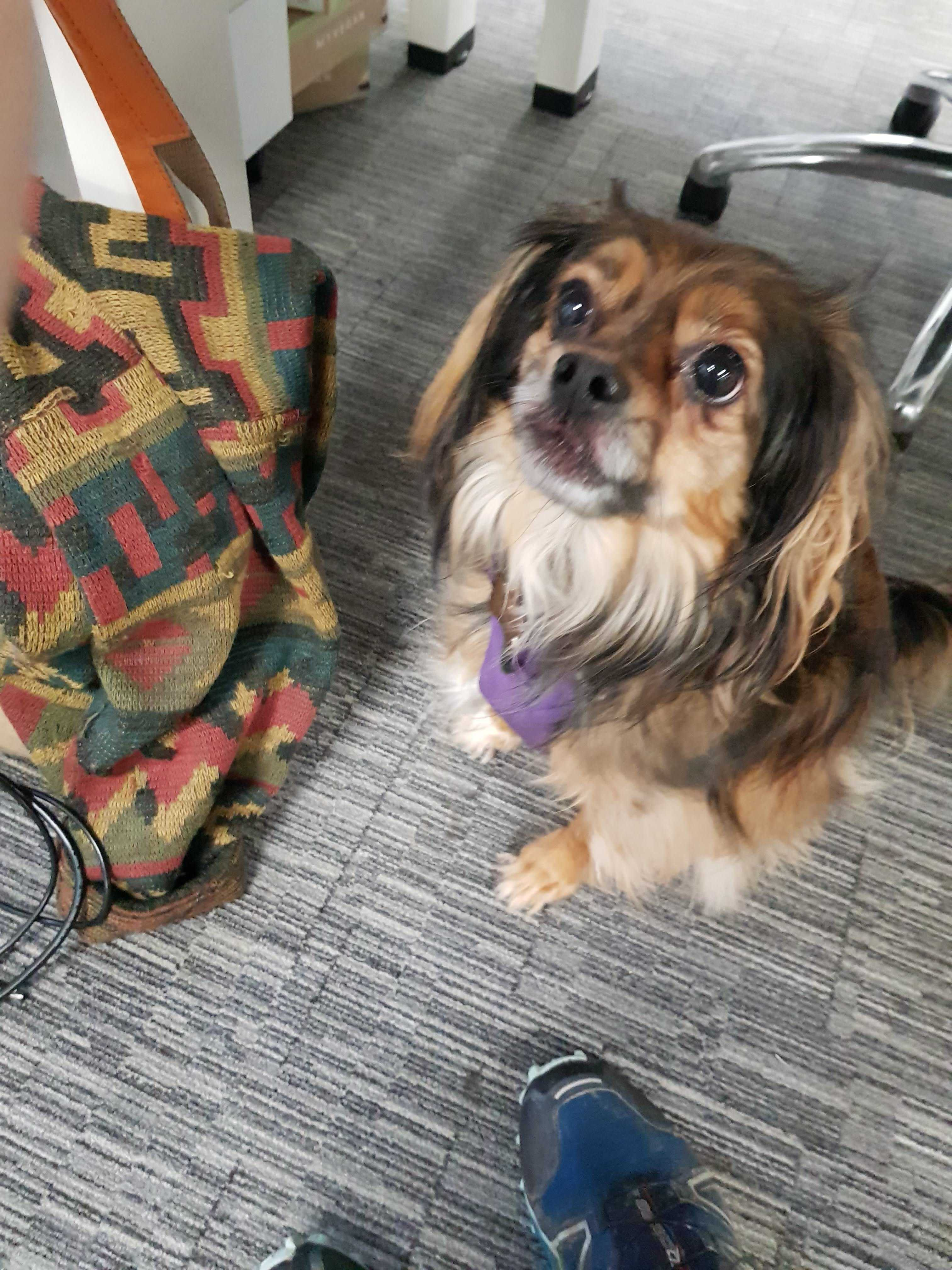 Original dog photo