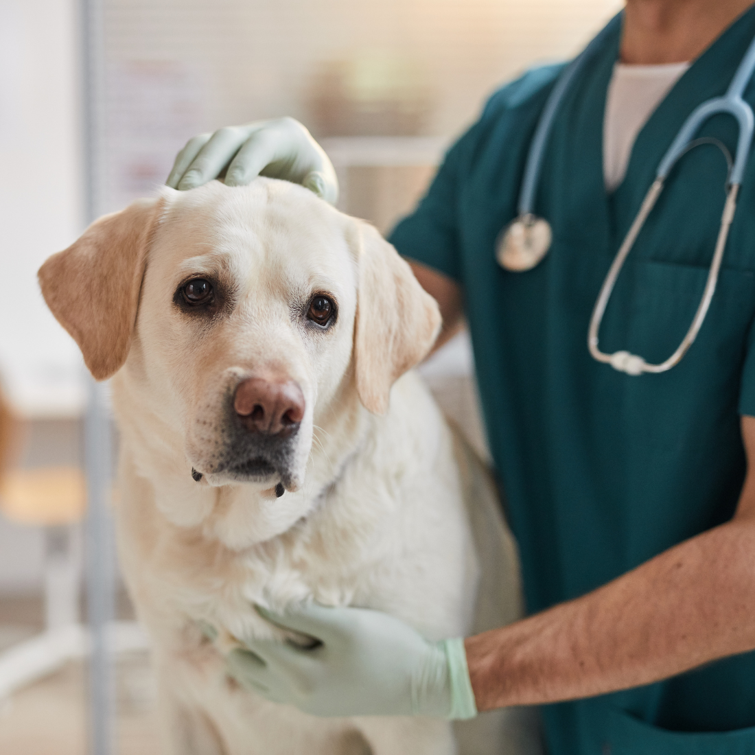 Flexible Support for Startups